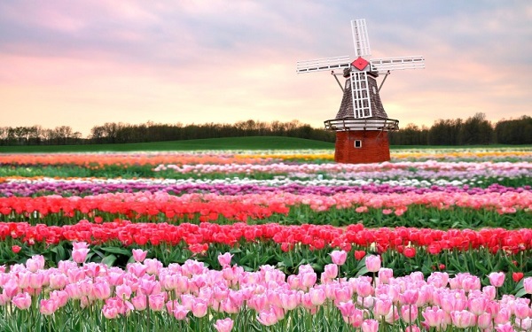 English / Dutch Dictionary - Engels / Nederlands Woordenboek